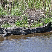 Alligator, Anahoac N.W.R., Houston, Texas
